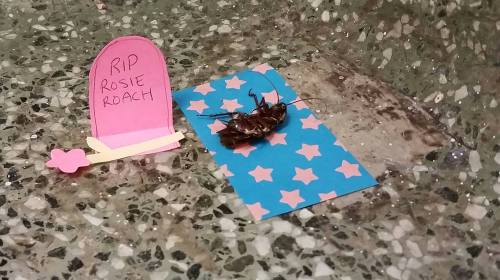 roach1.jpg