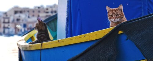 cats-sailing_1024