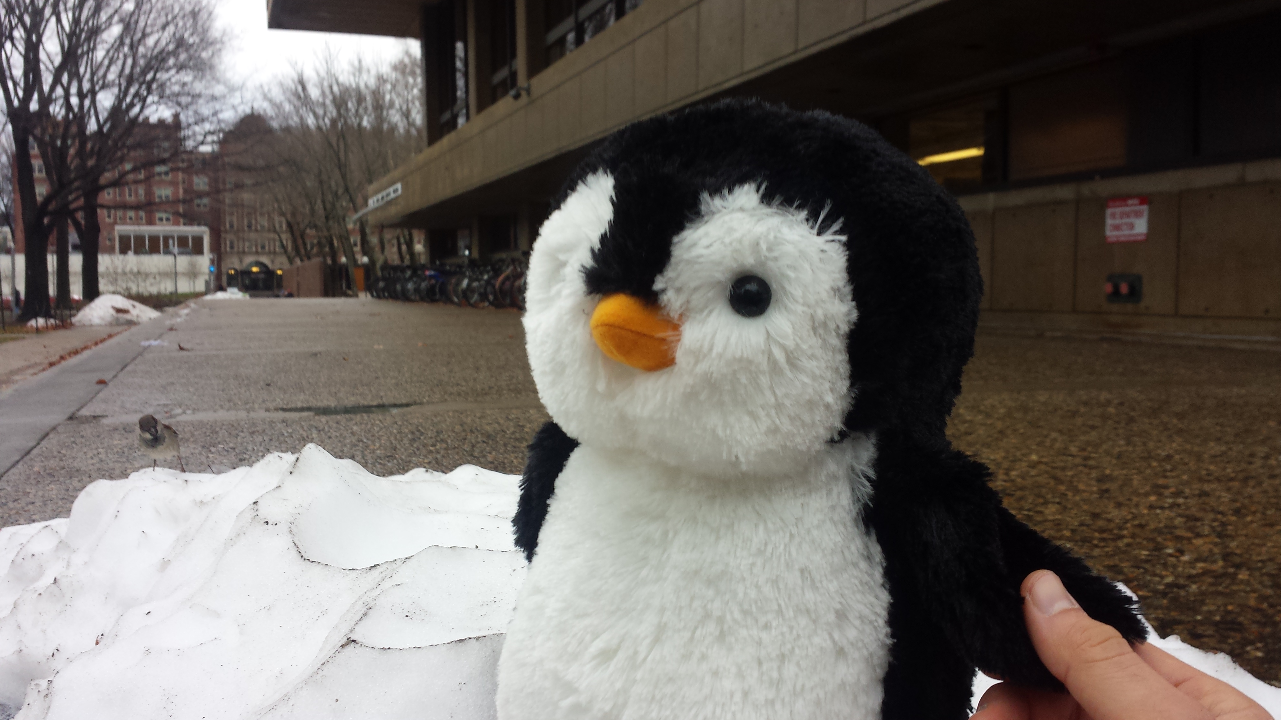 welcoming_winter_snow.jpg