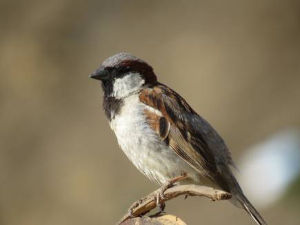 tmp_15411-14TH_SPARROW-856409104