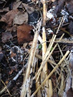 fungi_4