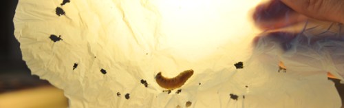 gusanos