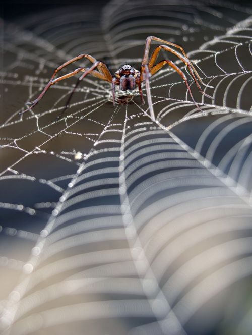 spider_silk_hybrid_material.jpg.838x0_q80