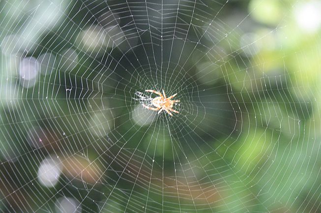spiderweb.jpg.653x0_q80_crop-smart