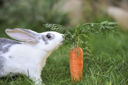 rabbit