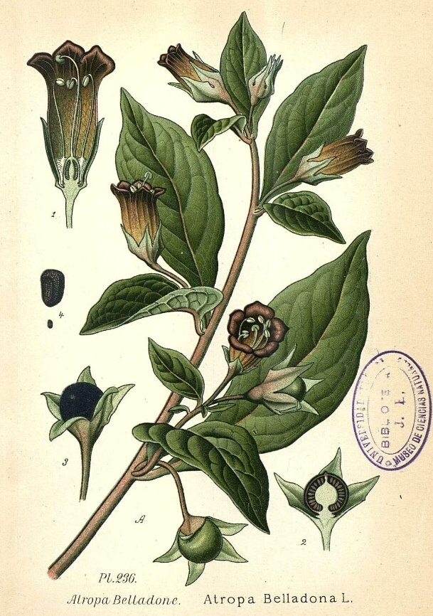 atropa