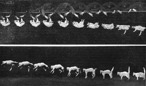 Falling_cat_1894