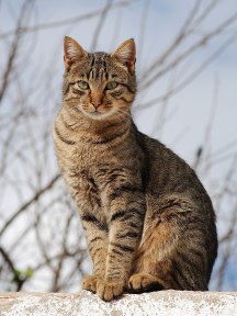 800px-Cat_November_2010-1a