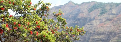 Healthy ohia in canyon area.