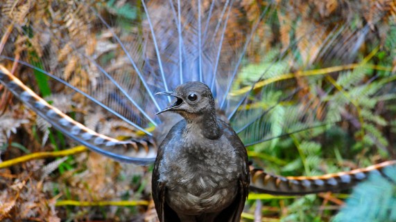 lyrebird_1280p