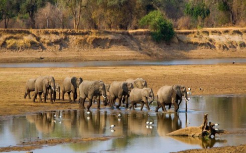 elephant_herd_cross_river_zambia