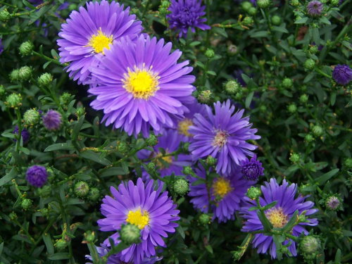 aster