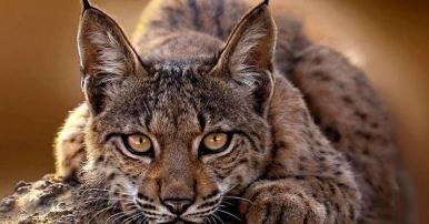 vasak